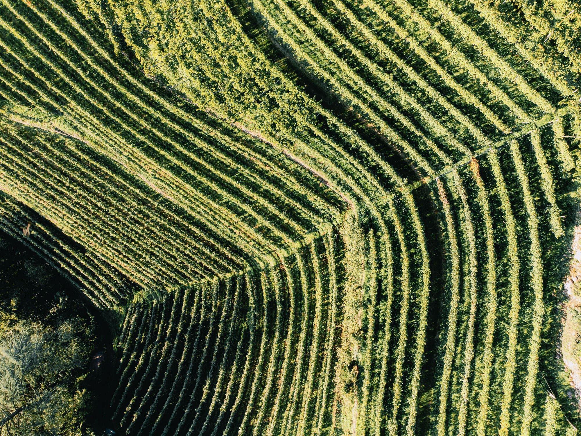 Weinberge