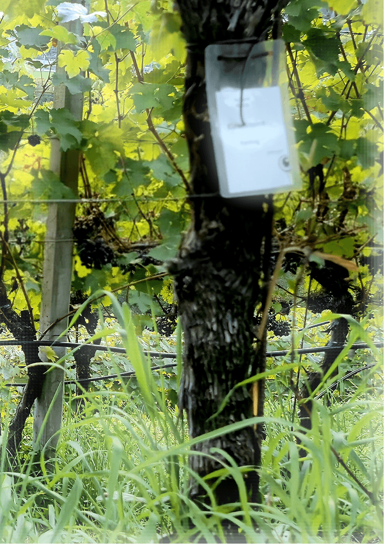 Weinpatenschaft